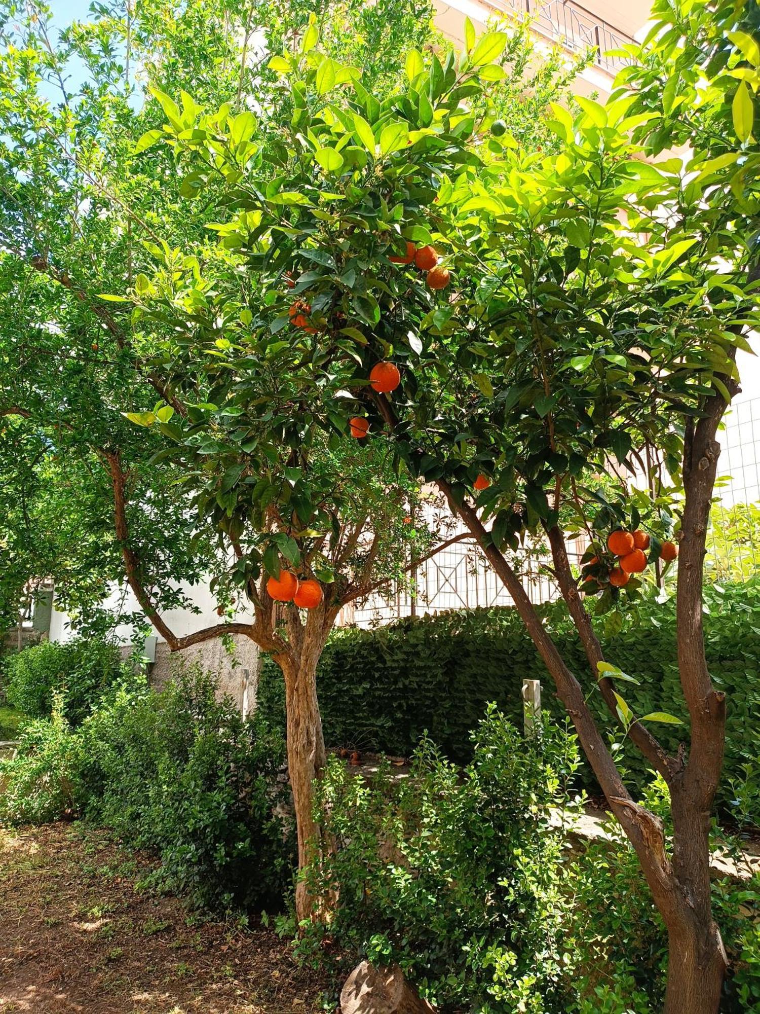 הוילה Néa Ankhíalos Betty'S Garden House מראה חיצוני תמונה