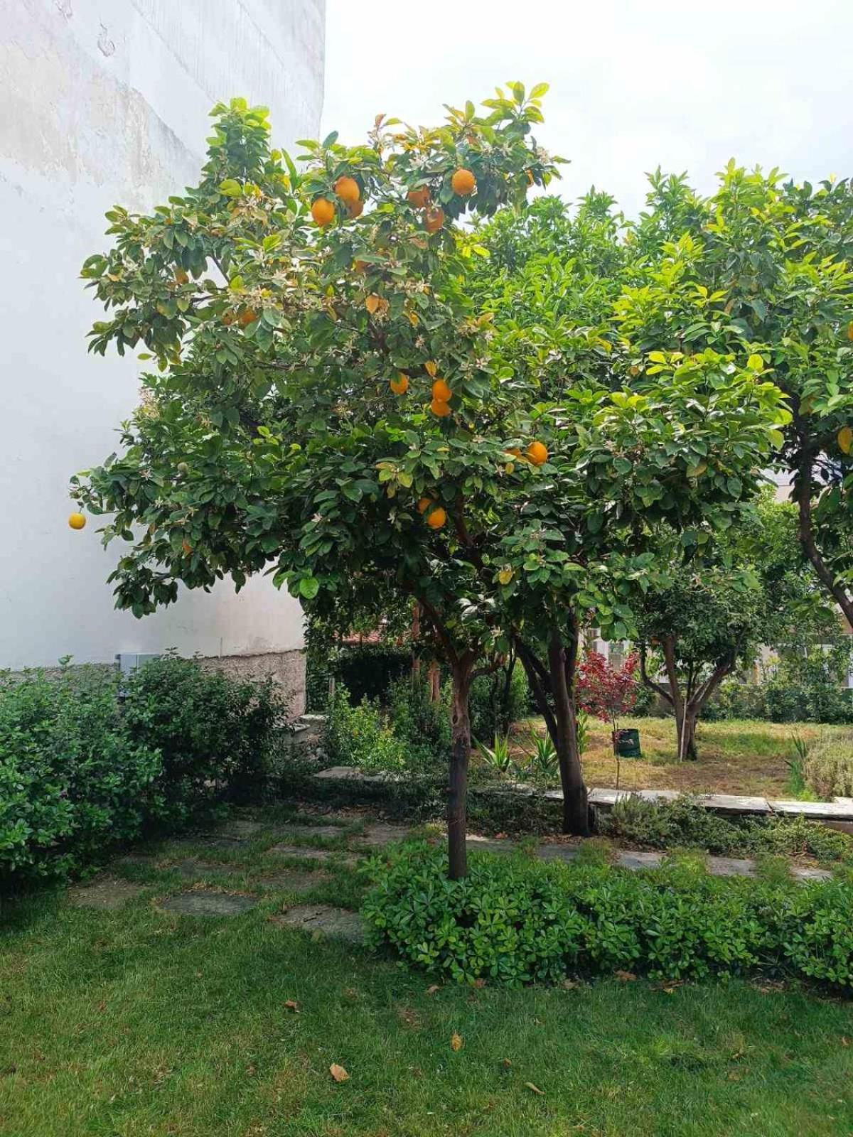 הוילה Néa Ankhíalos Betty'S Garden House מראה חיצוני תמונה