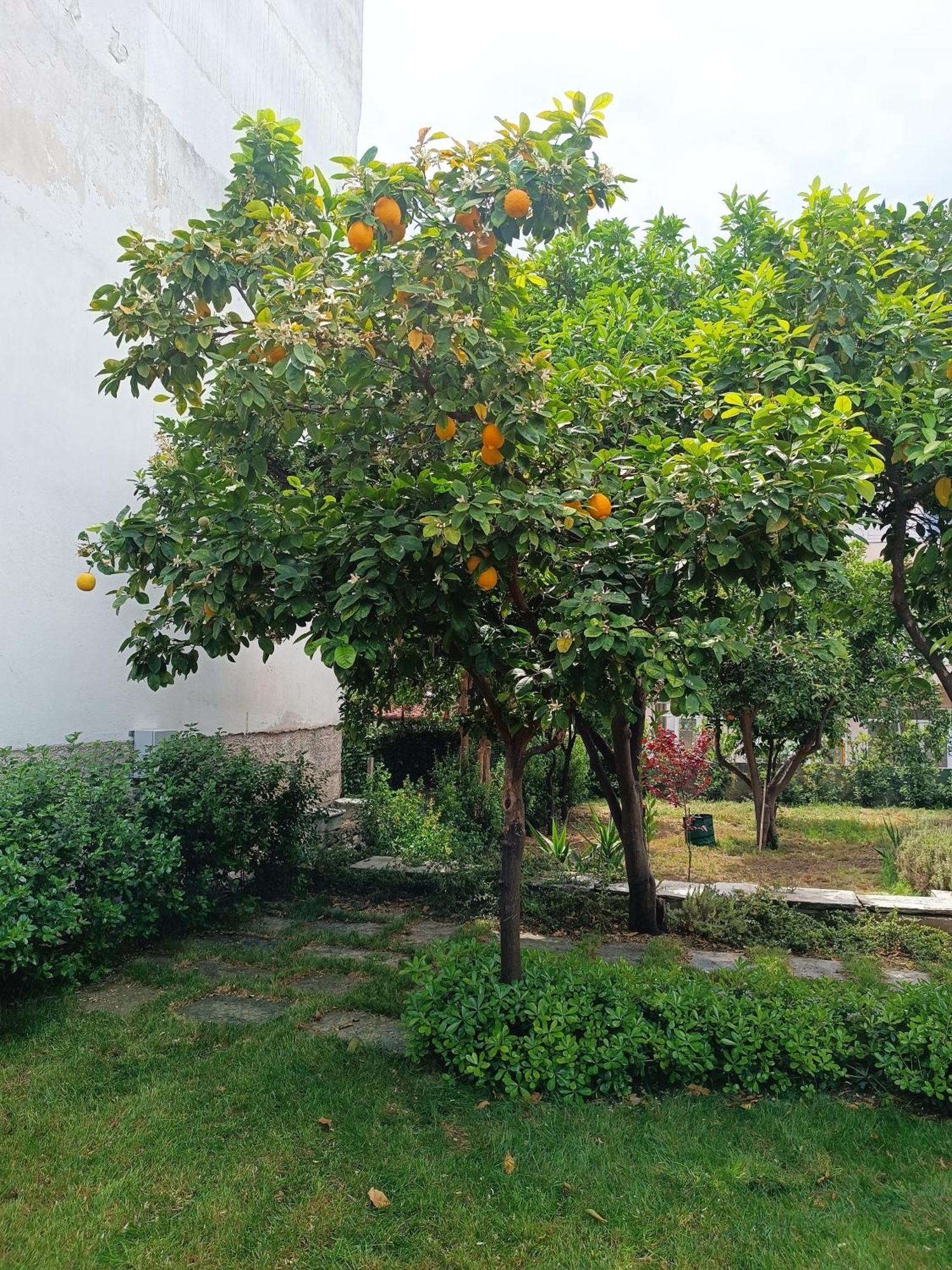 הוילה Néa Ankhíalos Betty'S Garden House חדר תמונה